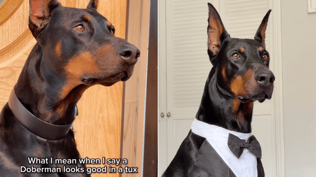 Doberman tuxedo video
