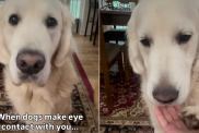 Golden Retriever video