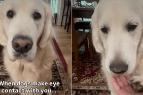 Golden Retriever video