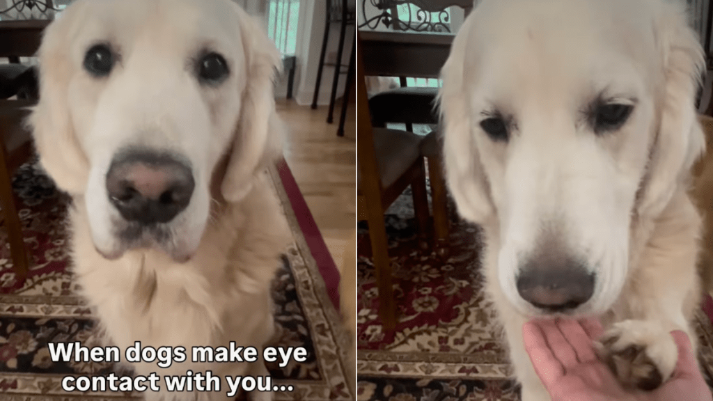 Golden Retriever video