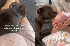dog baby wait video