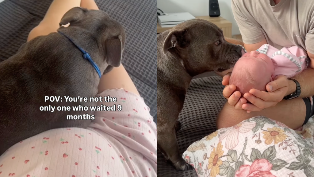 dog baby wait video