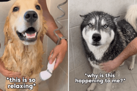 Golden Retriever Husky video