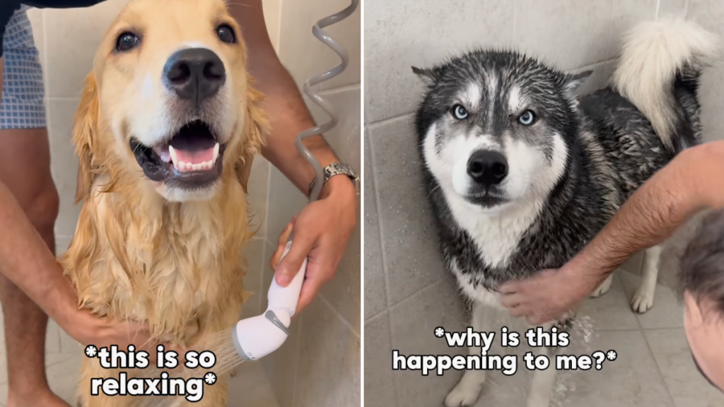 Golden Retriever Husky video