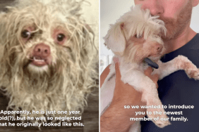 Foster fail adoption video