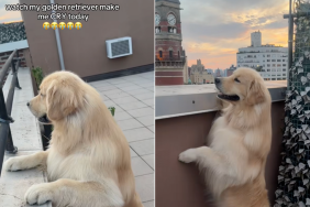 Golden Retriever sunset video