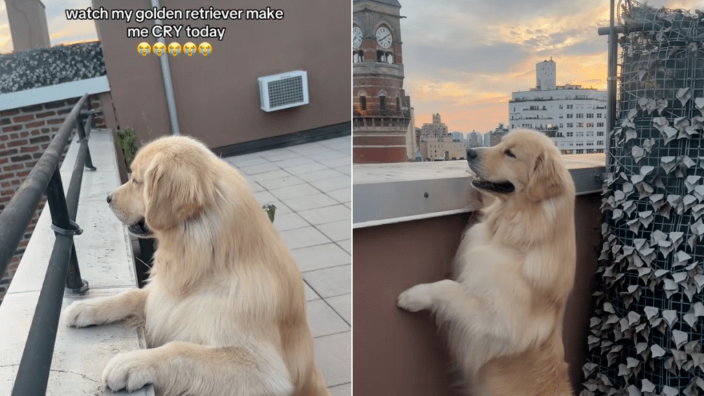 Golden Retriever sunset video