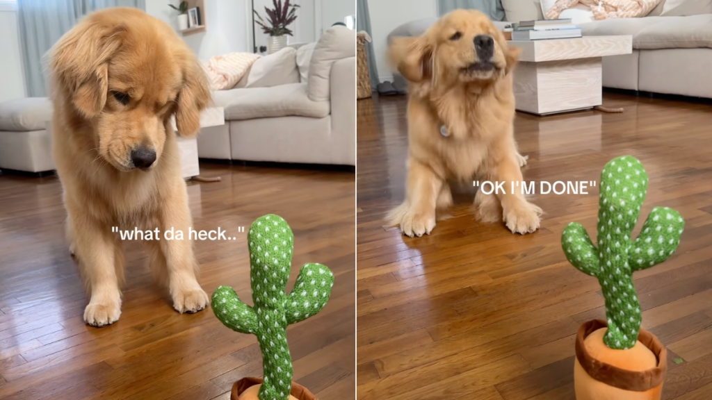 Golden Retriever talking toy video
