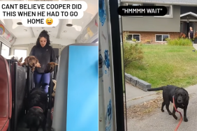 dog pup bus video