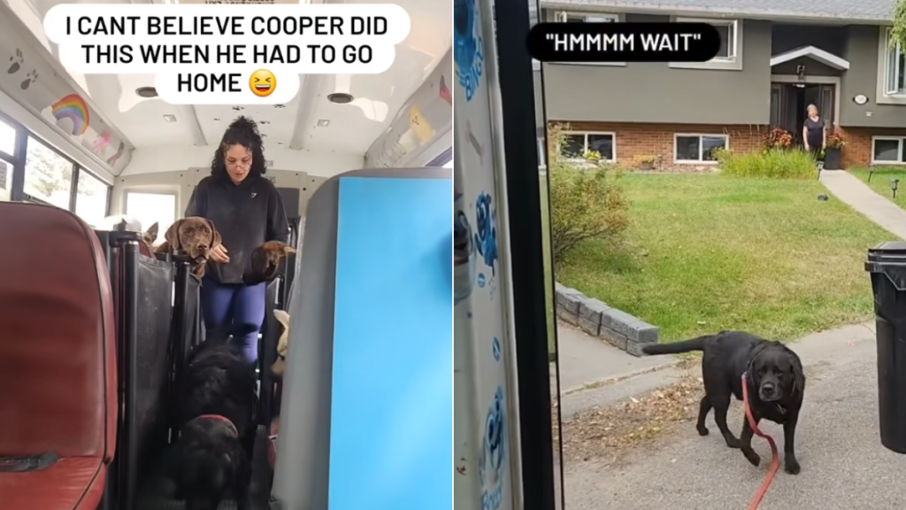 dog pup bus video