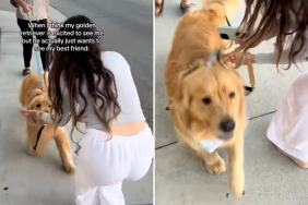 dog owner video