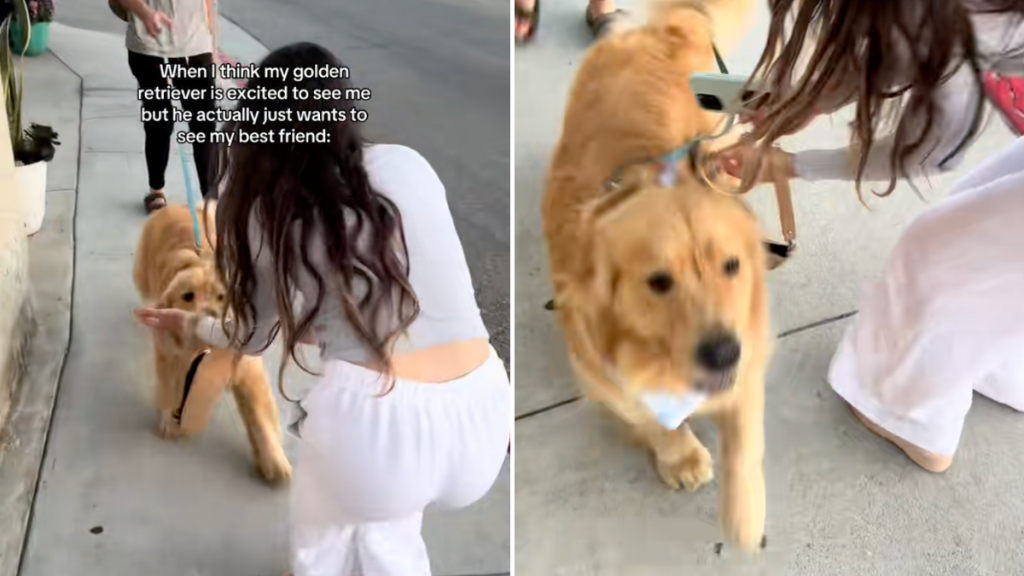 dog owner video