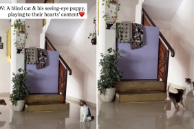 blind cat dog video