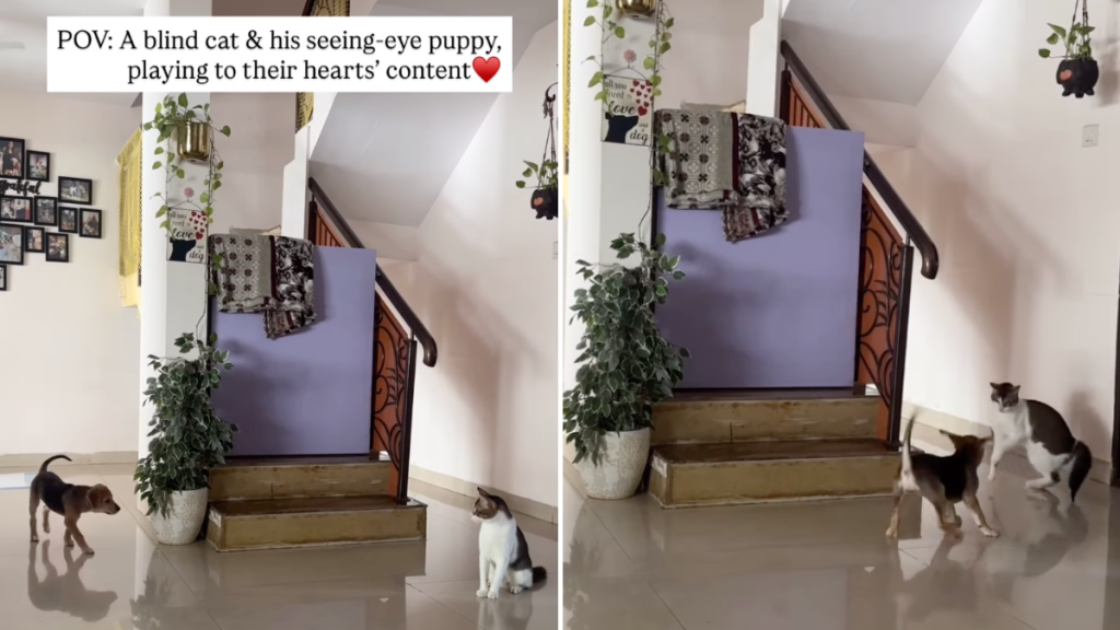 blind cat dog video