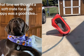 Chocolate Labrador crate video