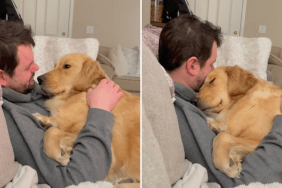 Golden Retriever daddy's girl video