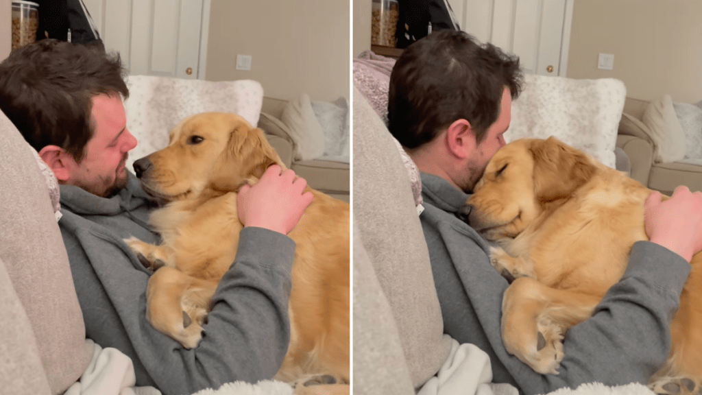 Golden Retriever daddy's girl video