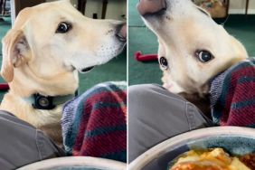 dog beg food video