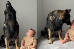 dog howl baby video