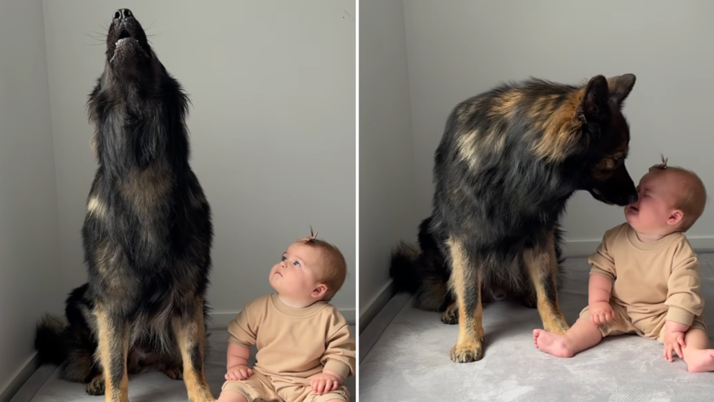 dog howl baby video