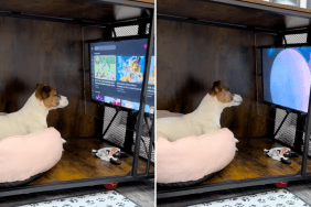 dog movies TikTok