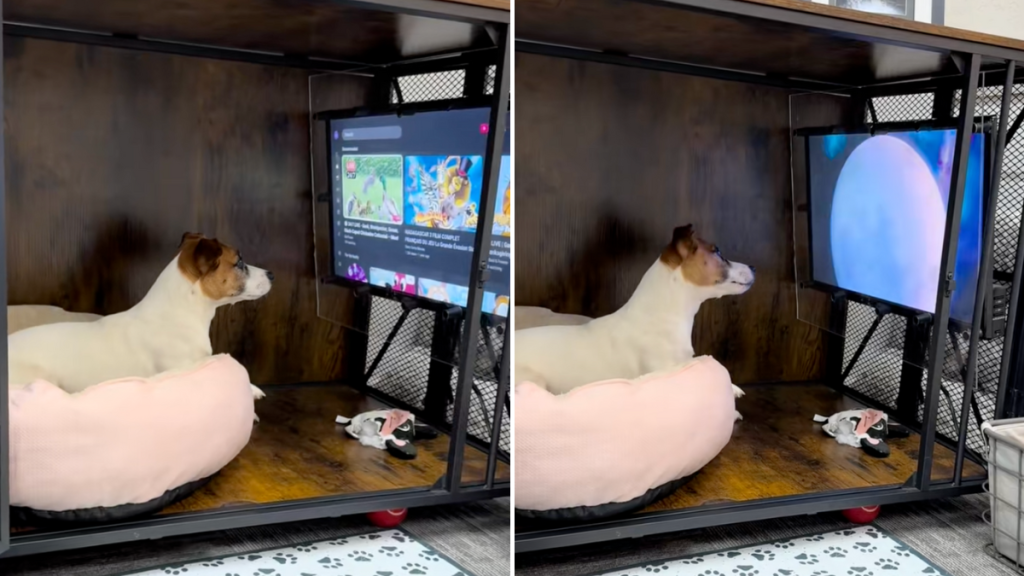 dog movies TikTok