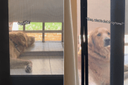 dog owner home video