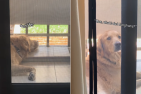 dog owner home video
