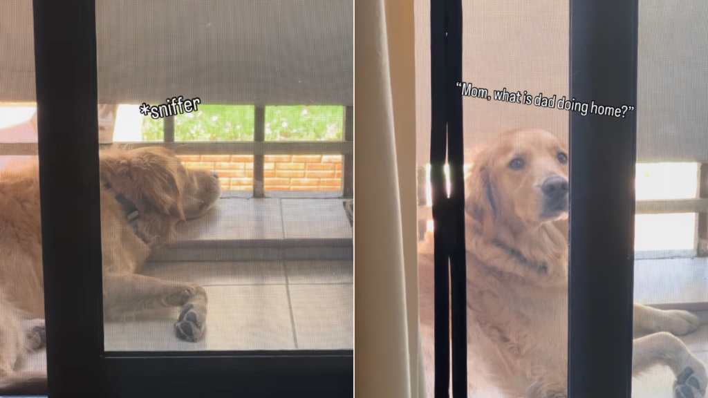 dog owner home video