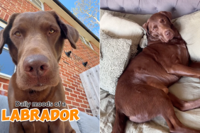 Labrador moods video