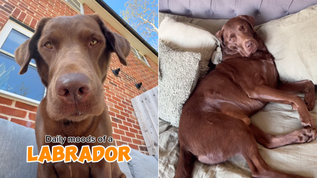 Labrador moods video