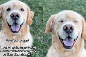 Golden Retriever video