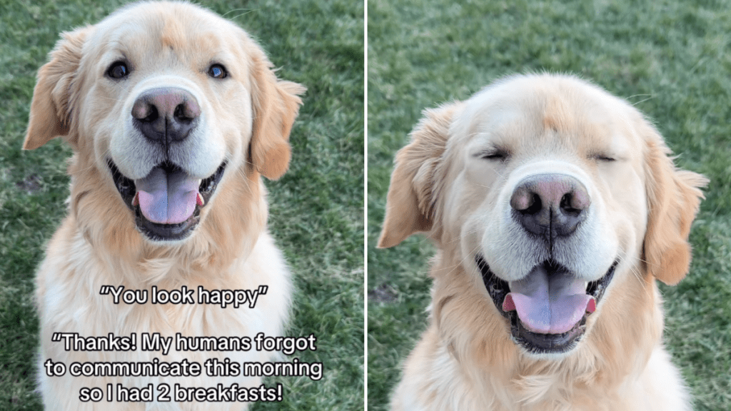 Golden Retriever video