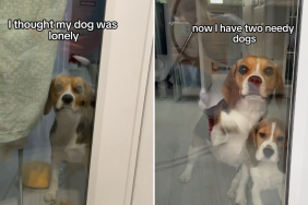 Beagles adopting video