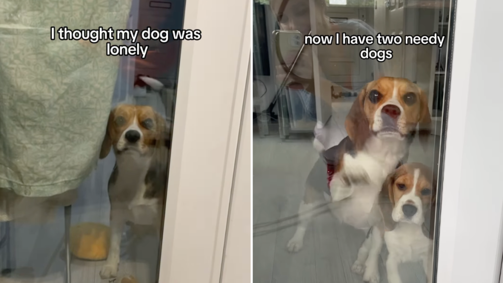 Beagles adopting video