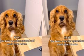 English Cocker Spaniel provides working from home owner with 'background music' in funny video