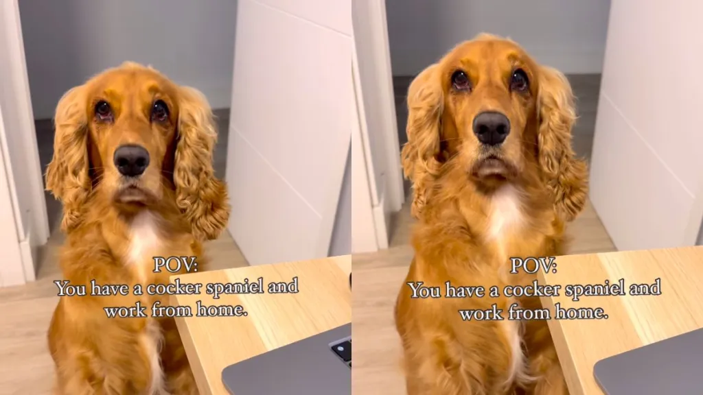 English Cocker Spaniel provides working from home owner with 'background music' in funny video