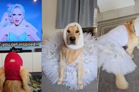 Golden Retriever melts hearts with his performance on Taylor Swift's song 'Shake It Off’