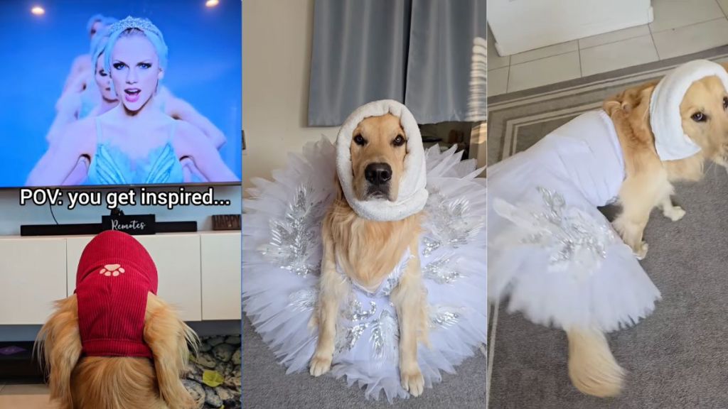Golden Retriever melts hearts with his performance on Taylor Swift's song 'Shake It Off’