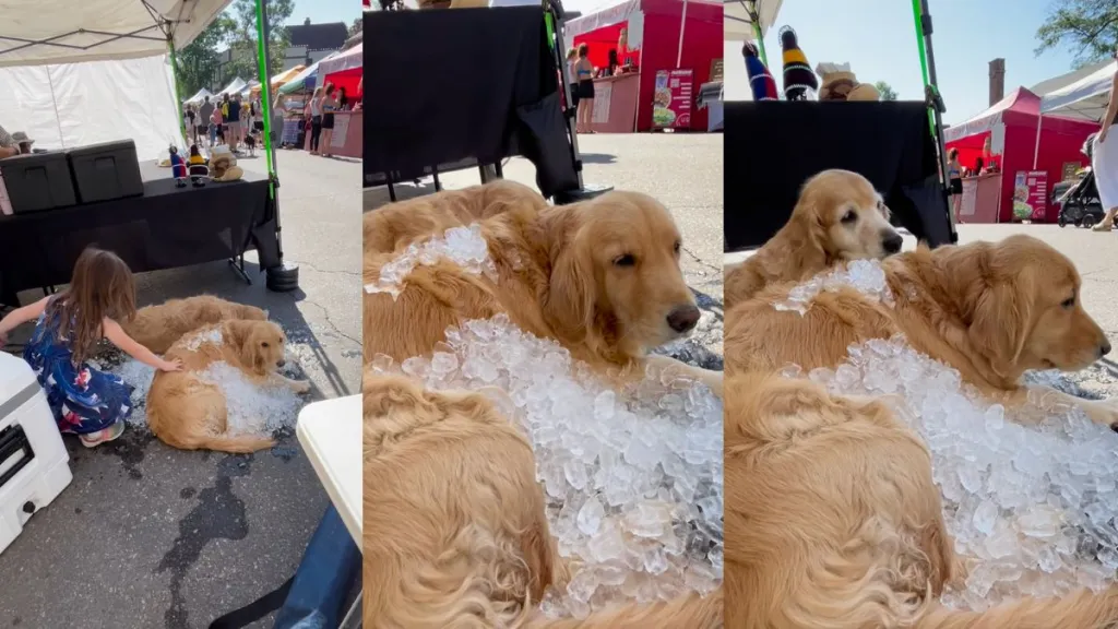 Golden Retrievers sit calmly under a pile of ice cubes to stay cool
