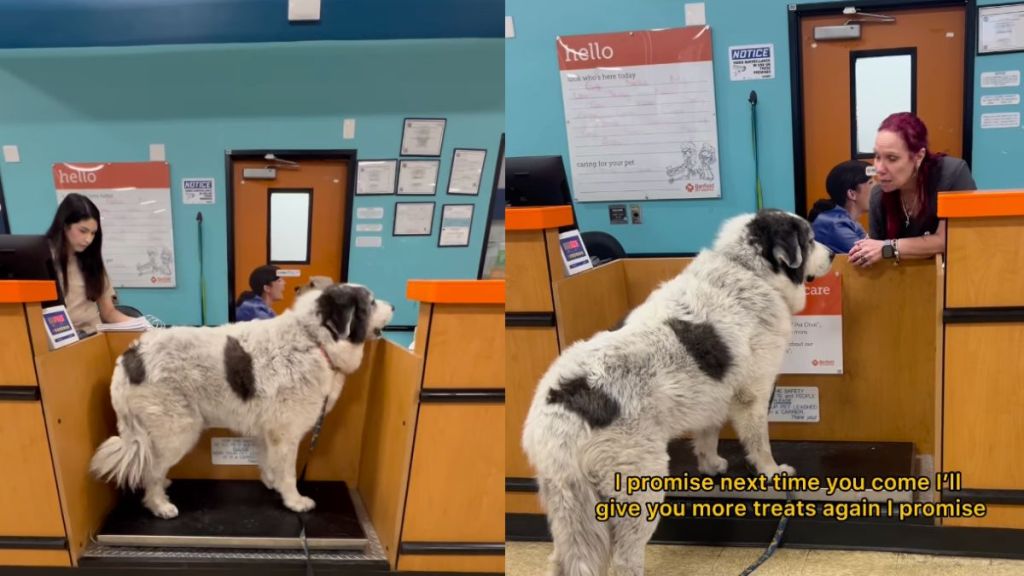 Great Pyrenees weighs himself and waits as long as it takes for treats in video