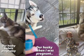 Owner shares how Husky became 'more vocal' during their pregnancy in video
