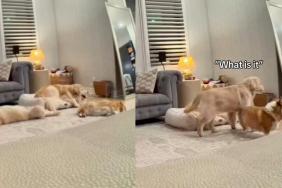 Corgi scream video