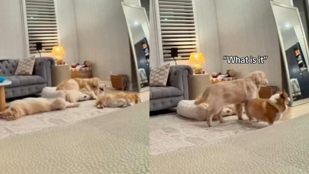 Corgi scream video