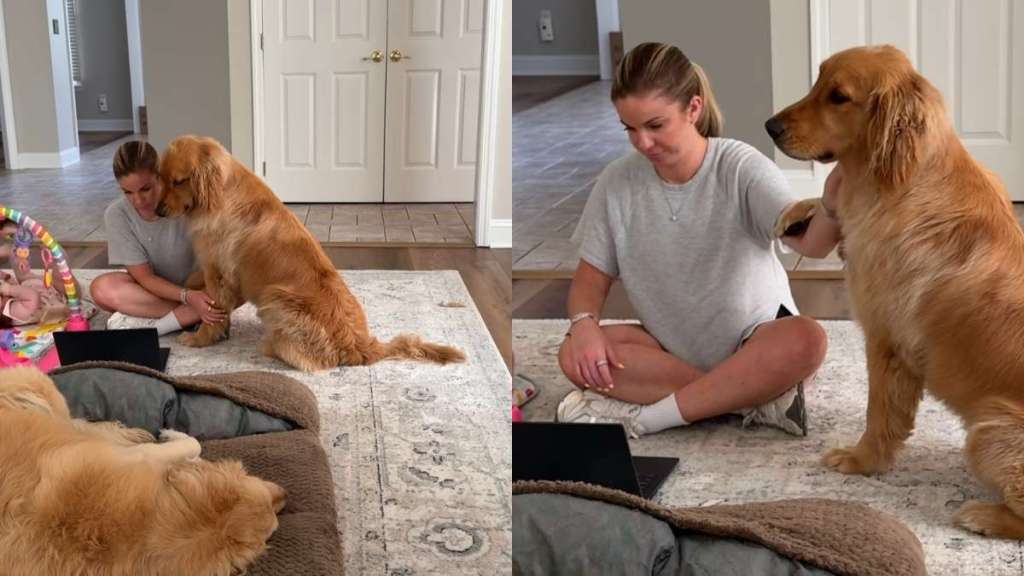 Golden Retriever baby video