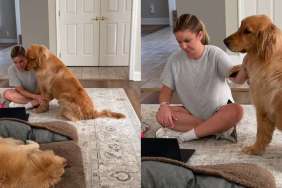 Golden Retriever baby video