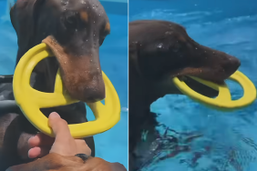 BTS Jungkook dog video