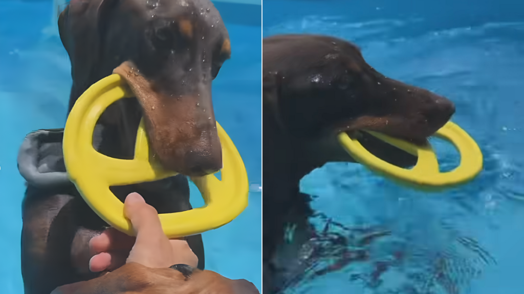 BTS Jungkook dog video