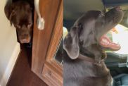 Instagram video shows Labrador running towards his car the moment the door opens