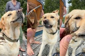 Instagram video shows Labrador's reaction upon meeting her first crayfish